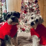Fletcher🐶 - @fletcher_hudson_minischnauzers - Instagram