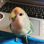 Fletcher Jackson III - @fletcher_the_lovebird - Instagram