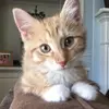 Fletcher the kitten - @fletcherkitten - TikTok