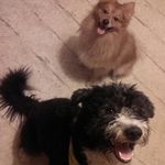 Dexter & Fletcher Lewis-Evans - @dexandfletch - Instagram