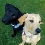 Fletcher & Maloney - @fletcher.and.maloney - Instagram