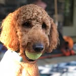 Fletcher - @fletcher_mcgee - Instagram
