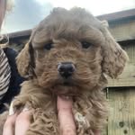Fletcher Moss❣️ - @fletcherpuppy - Instagram