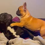 Fletcher & Murphy - @life_of_fletcher_and_murphy - Instagram
