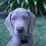 Murphy + Fletcher 💙🐶 - @murphy.fletcher.weim - Instagram