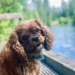 Fletcher & Porter - @cavsinthe907 - Instagram