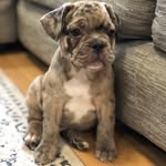 Fletcher Potts - @fletch.the.frenchie - Instagram
