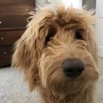 Fletcher - @fletcher_princess_ninja_pup - Instagram