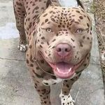 Fletcher_pugh - @fletcher_pugh6 - Instagram