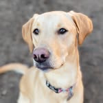 Fletcher Ro - @fletcher_ro_thegoldenlab - Instagram
