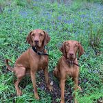 Fletcher & Sawyer 🐾🐾 - @fletcher.sawyer_vizsla_boys - Instagram