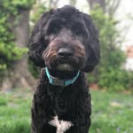 Fletcher - @fletcher_schroeder0 - Instagram