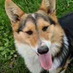Fletcher - @fletcher_shorty_doggo - Instagram