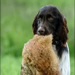 Fletcher - @fletcher_small_munsterlander - Instagram