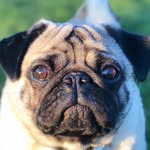 Fletcher Sweeney - @fletcher_the_pug644 - Instagram