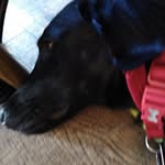 Fletcher Thompson - @the_dog_lord_4 - Instagram