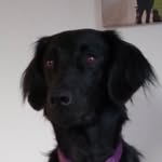 Fletcher Thompson - @fletcherthe_doglober - Instagram
