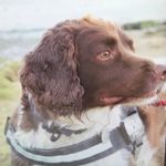 FletcherTheDog - @fletcher.walls - Instagram