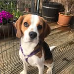 Eva Fletcher-Walsh - @peanut_butter_brownies - Instagram