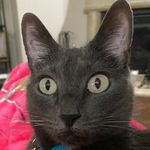 Brenda Fletcher Webb - @sleepycatranch - Instagram