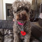 Dolly-Donut Fletcher-Wilkinson - Facebook