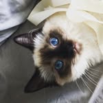 Fleur Allen 🐾 - @fleur_the_ragdoll - Instagram
