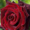 Fleur Bryant - @fleurbryant - TikTok