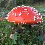 Fleur Green - @greenfleur - Instagram