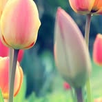 Fleur Harrison - Facebook