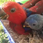 Fleur&Hunter - @fleur_hunter_ecletus_parrots - Instagram