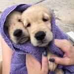 Knight + Fleury - @goldenknightandfleury - Instagram