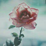 Wildflower❁ - @fleur.may - Instagram