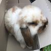 FleurMeyers - @fleurmeyers - TikTok