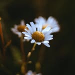 Fleur Rattana - @fle_urray - Instagram