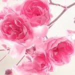 @_fleur_rose_ - Instagram