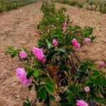 fleur_rose - @produits_rosefleur - Instagram