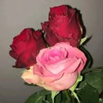 Fleur Rose - @fleur_rose_ha - Instagram