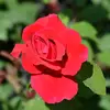 Fleur Rose - @fleurrose3ayderon - TikTok