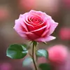 fleurrose - @fleurrose7530 - TikTok