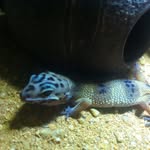 Fleur Taylor - @collin_the_leopard_gecko - Instagram