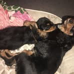 Fleur Thompson - Facebook