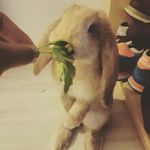Flex Washington - @flexbun - Instagram