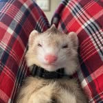 Ozzy Flint Robinson - @ozzyxthexwizardxferret - Instagram