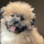 Fitzgerald TheFloof - @fitzgerald_the_floof - Instagram