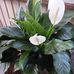 Flo Jones - Facebook