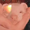 Marshall_floof - @marshall_floof - TikTok