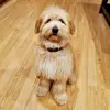 marshallthefloof - @marshallthefloof - TikTok