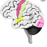 Flo Mitchell's Psychology Tuition - @flomitchellalevelpsychology - Instagram