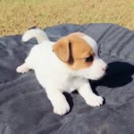 Flow Jack Russell - @flow.jackrussell - Instagram