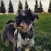 russell_the_floof - @russell_the_floof - TikTok